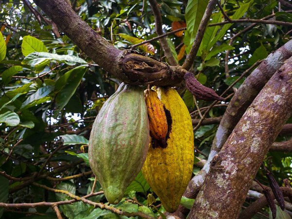 Comment organiser une visite des plantations de cacao en Côte d'Ivoire sans guide?