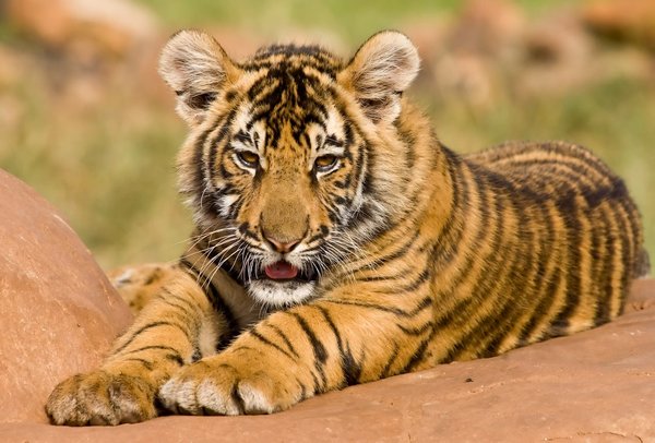 Peut-on trouver une croisière qui propose des excursions pour observer les tigres en Inde?